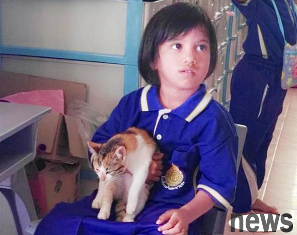 The little girl picked up a stray cat, but the parents refused to let her keep it. Unexpectedly, the cat eventually became a 