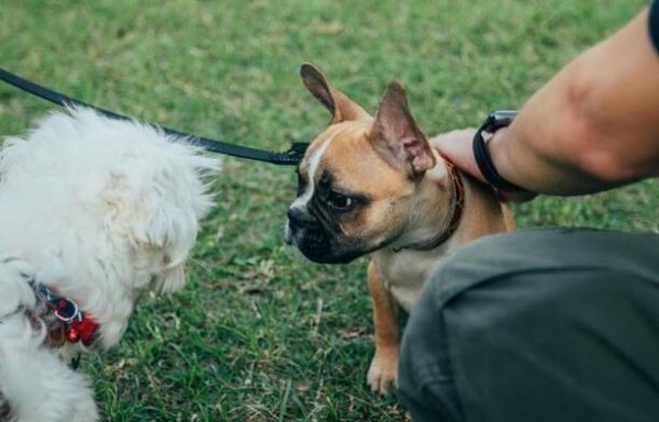 How to train dogs to be obedient? Here is a method