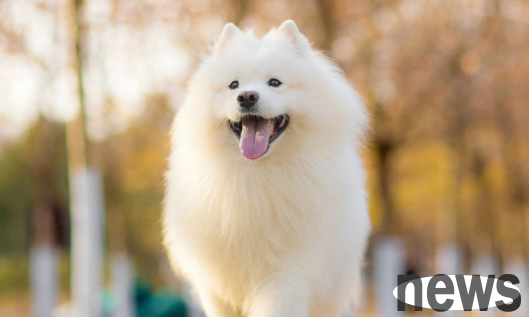 What are the symptoms of a dog’s early pregnancy? There are answers here!
