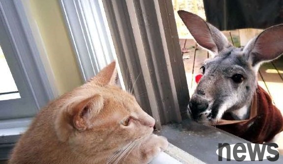 An orphan of a kangaroo was adopted by a kind-hearted person and became a good buddy with a cat