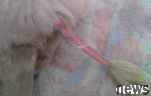 Why is the dog s tail hairless? Let s take a look!