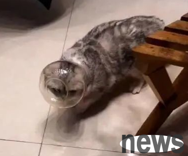 The cat s head was covered by a glass bottle, and he walked calmly. The owner was amused and laughed!