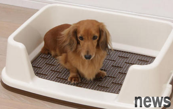 How do dogs train to use the toilet at designated locations? Come and get it