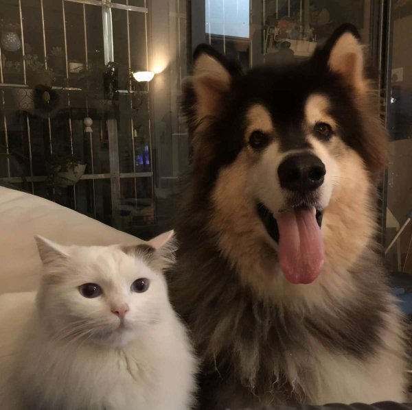 What kind of experience does cat and dog have?