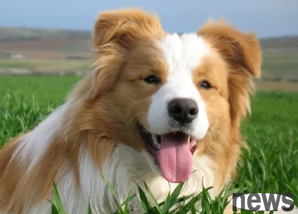How many colors can a dog see? This article tells you