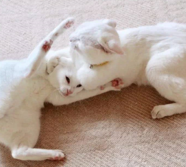 A daily question: How to comfort a kitten who lost a fight