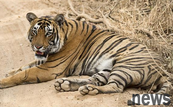 The woman was giving a bath to the big cat. When she walked in and saw it clearly, she took a deep breath.