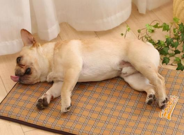 Do you know whether a two-month-old puppy can have an air conditioner?