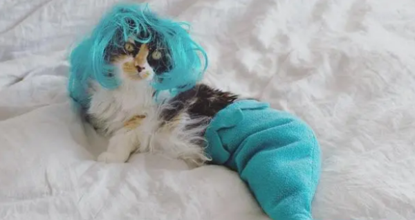 The cat’s lower limbs were paralyzed and unable to stand, regained a new life and wore a fishtail suit