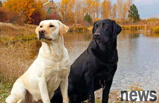 These are the three types of dogs that bite least!