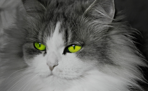 #在家主妇的猫是什么意思# [