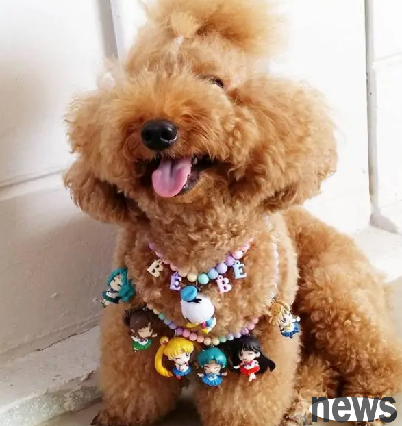 Which probiotics are best for dogs to eat? Dog probiotics have these effects