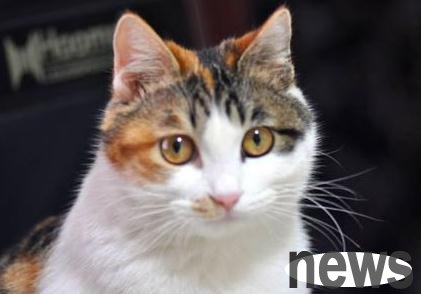 A woman found a kitten in the trash can, and she didn t know until she took her to the hospital that she had found a baby!