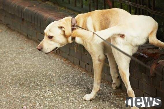 By the way, what should I do if my puppy’s balls are red and swollen?