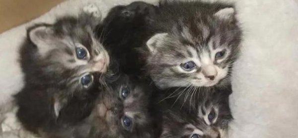 The stray cat Piaopiao left behind five kittens who were not yet one month old and passed away.