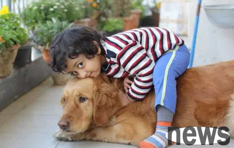 Popular science for pet owners: Can dogs use iodine to disinfect their wounds?
