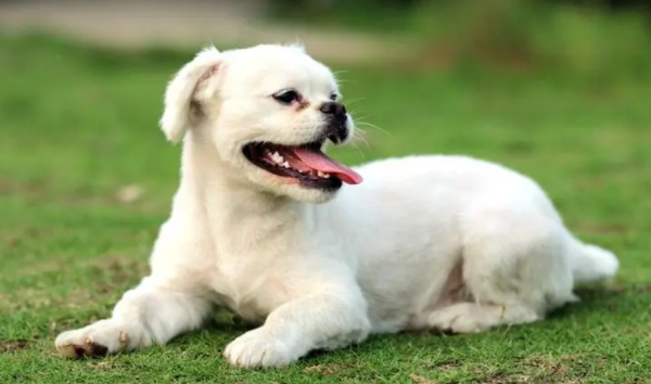 5 reasons why people need pets, heartwarming!