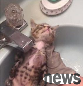 The cat was so sad when taking a bath that he had a lifeless face