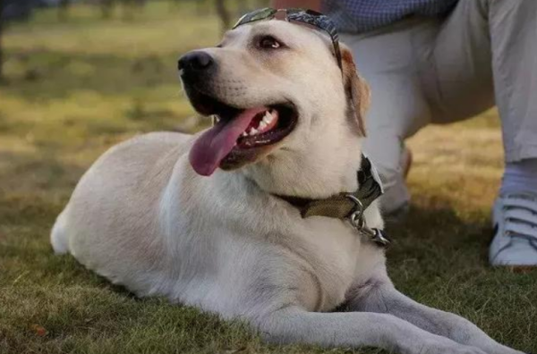 20 benefits of raising a dog, you can get them