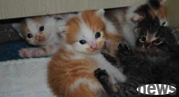 The little kitten was abandoned by its owner. The cleaning lady couldn t bear to pick it up and took it home to feed it.