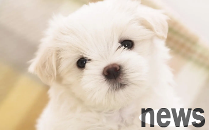 How to care for your dog’s ear canal? Let’s take a look!