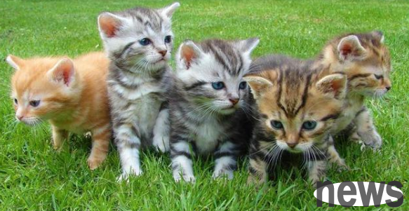 Canadian study on pets infected with COVID-19: Cats are more susceptible to infection than dogs and also have runny noses