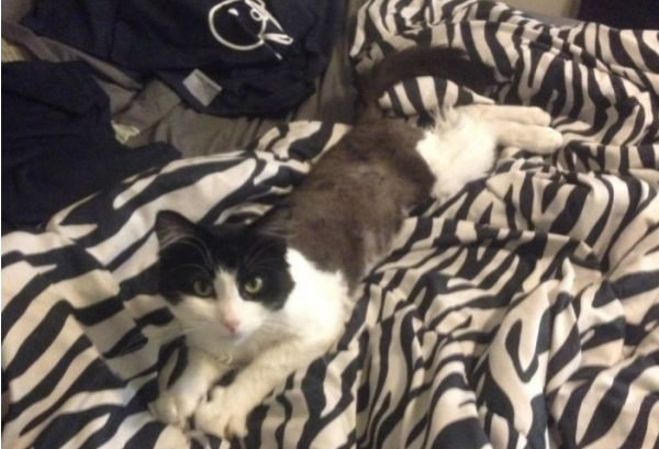 Abandoned cat was sent to a shelter, but it was hugged and refused to let go. A kind-hearted couple decided to take it in