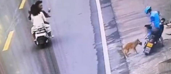 After the dog was hit by a car and flew away, he angrily bit a passing takeaway boy. Netizens: I don’t know who to feel sorry for!