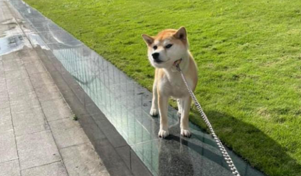 A netizen took the Shiba Inu to play, but it refused to leave during meal time. This little expression is so stubborn!