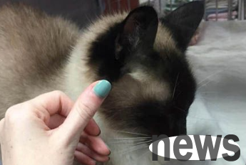 She had no intention of raising a cat but was melted by a cat that acted coquettishly towards her through the glass.