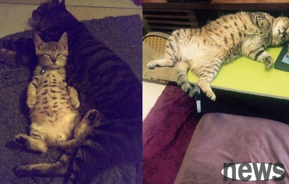 The sleeping posture from childhood to adulthood is extremely exaggerated. Yang Guifei in the cat world